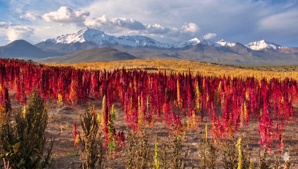 Campos de quinua real en el altiplano
